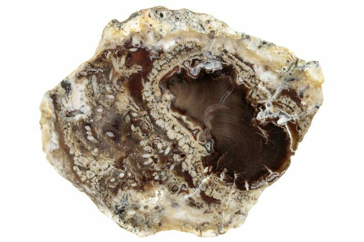 Stromatolite Covered Petrified Conifer Slab - Nevada #252838